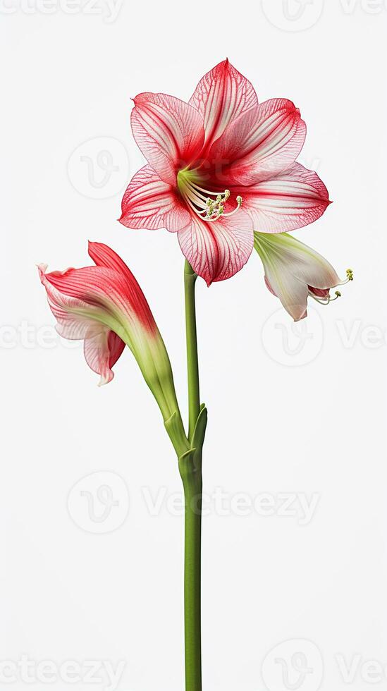 Photo of beautiful Amaryllis flower isolated on white background. Generative AI