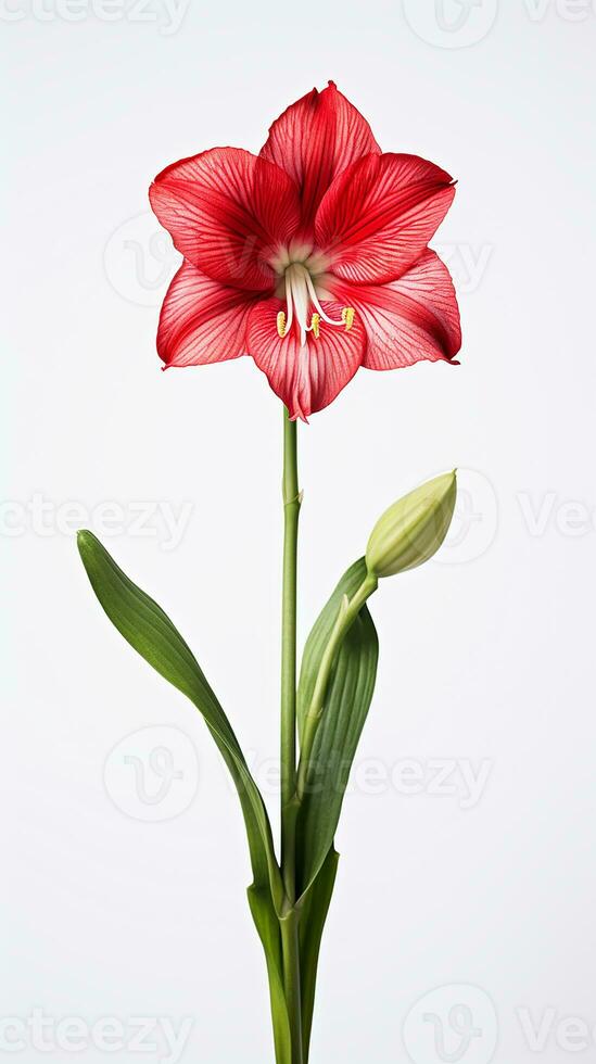 Photo of beautiful Amaryllis flower isolated on white background. Generative AI
