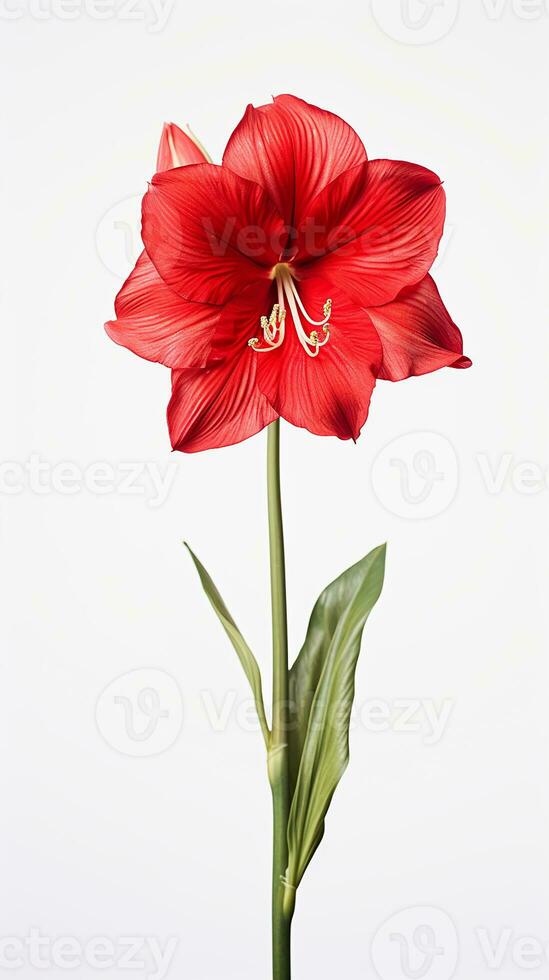 Photo of beautiful Amaryllis flower isolated on white background. Generative AI