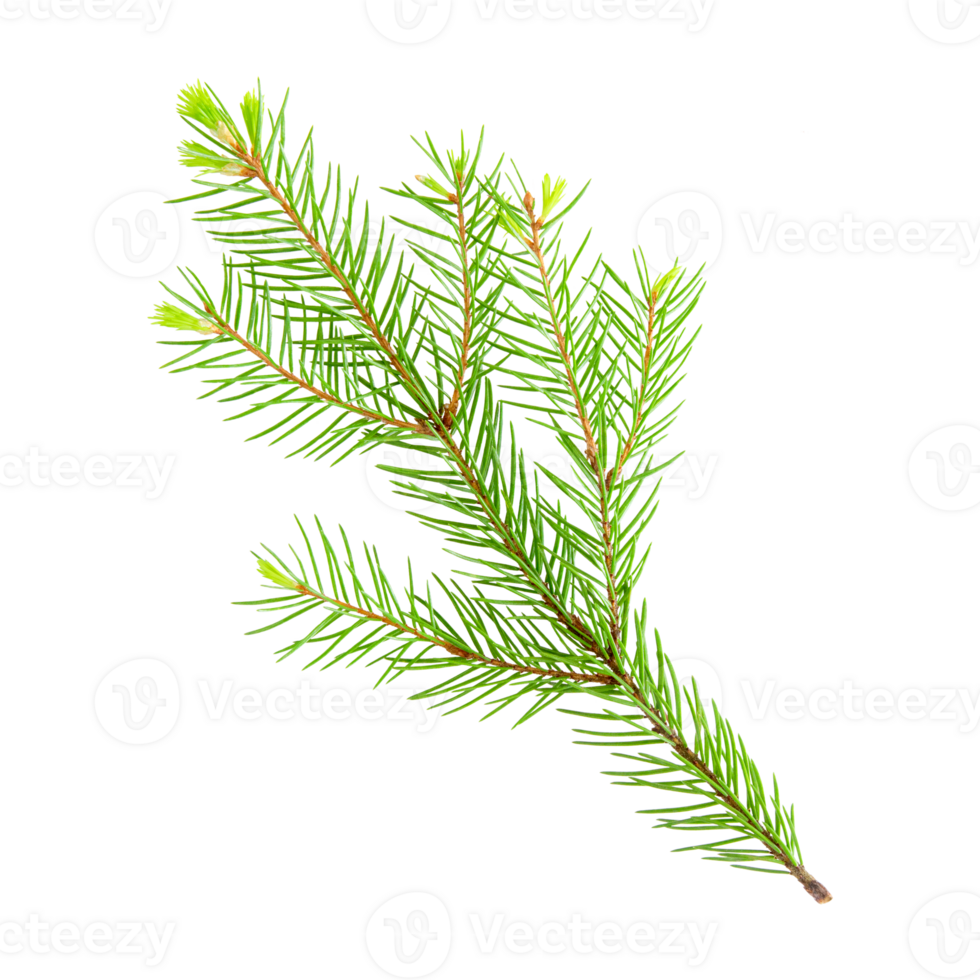 Fir tree branch with young needles sprouts isolated on a transparent png background. Stock photo