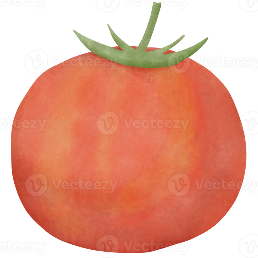 illustration aquarelle rouge tomate png