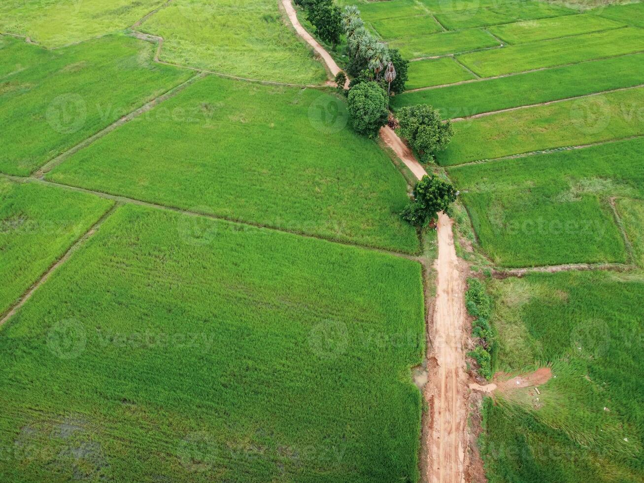 Aerial view from flying drone of Field rice with landscape green pattern nature background, top view field rice photo