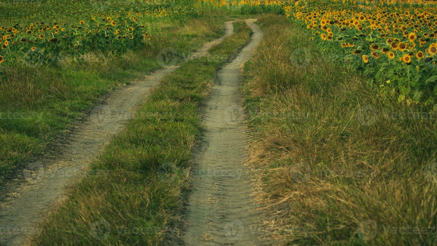 A driving track in a sunflower field photo