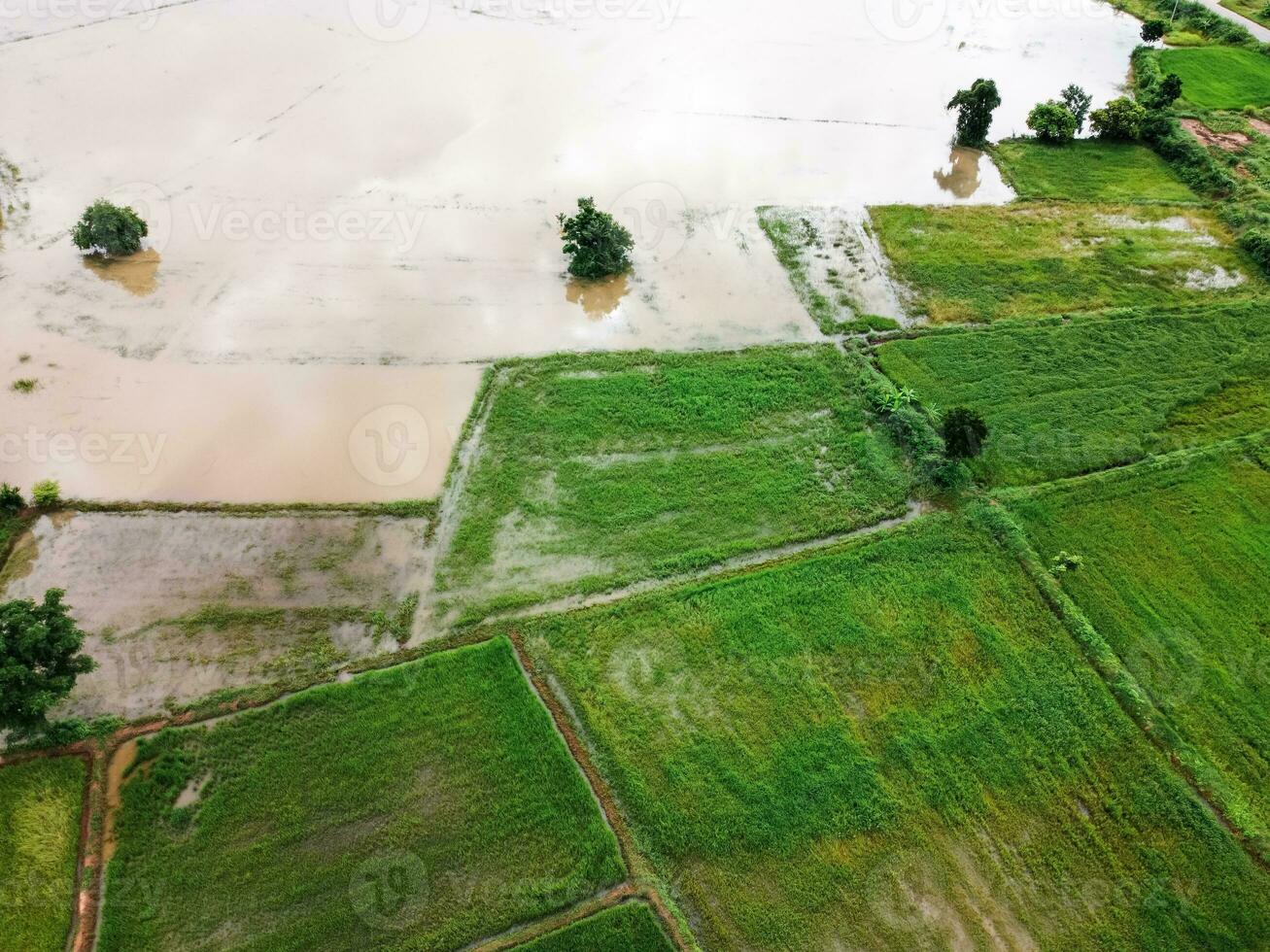 Aerial view from flying drone of Field rice with landscape green pattern nature background, top view field rice photo