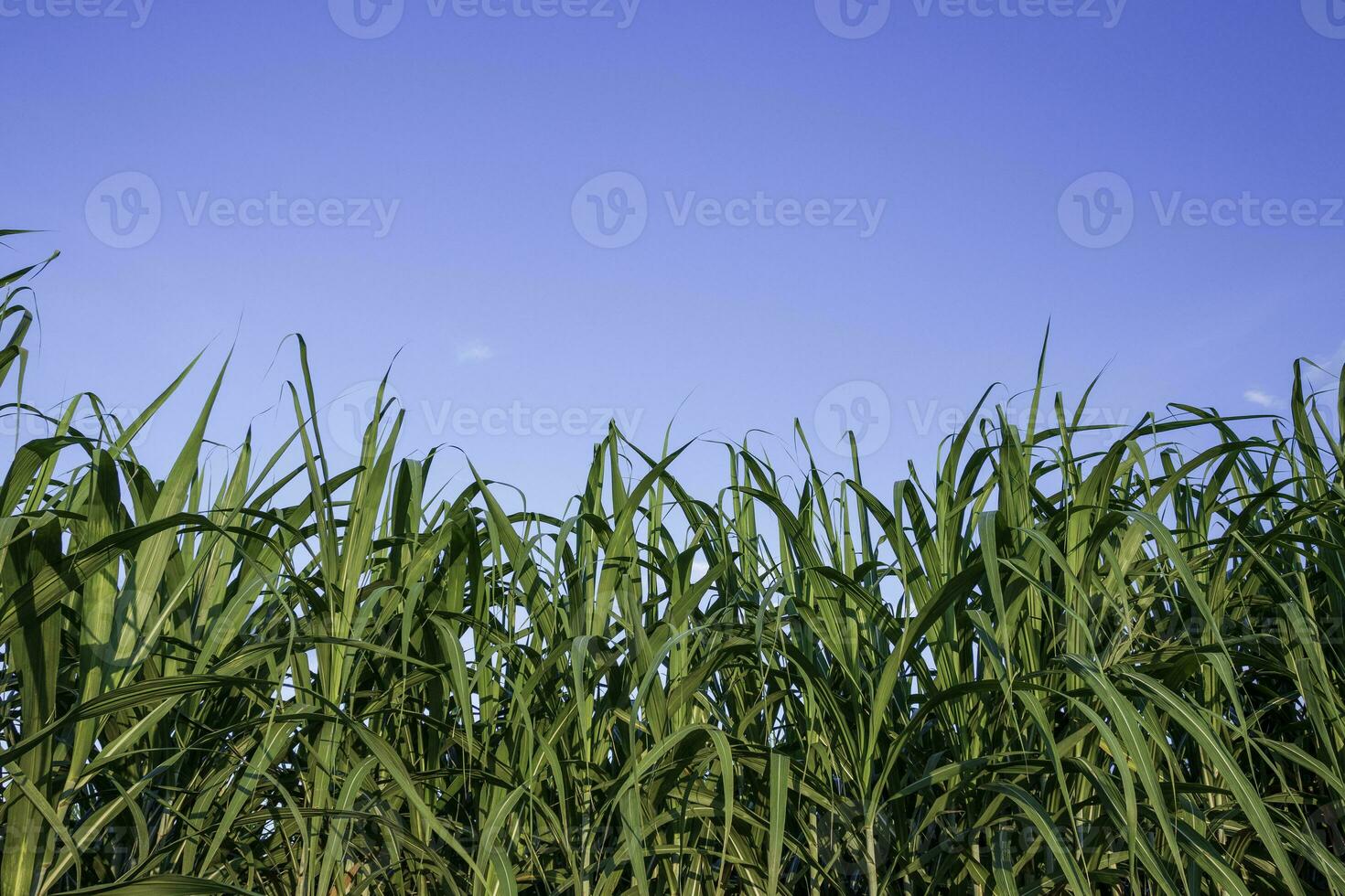 Beautiful green cane tree on blue sky, nature background theme photo