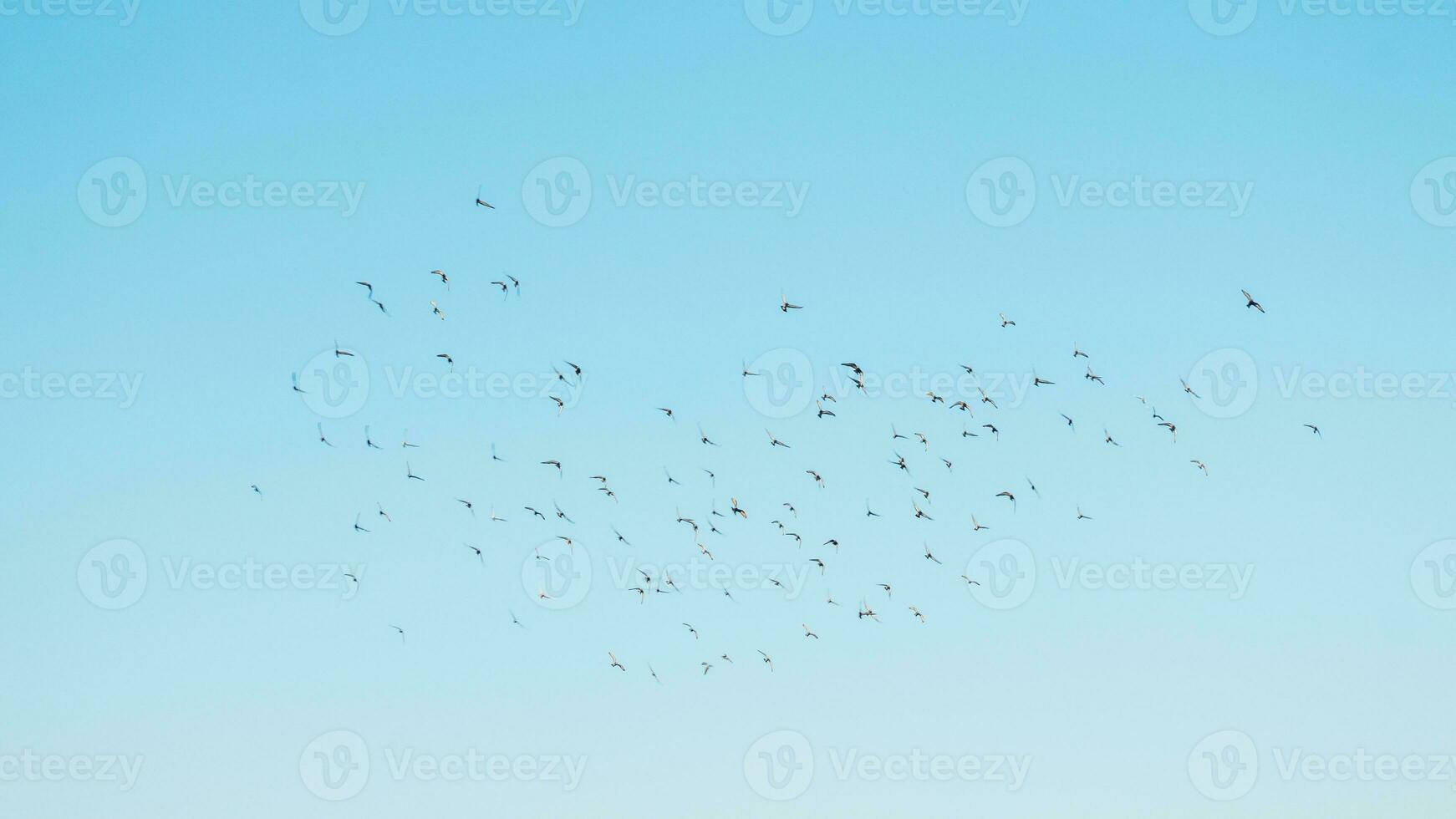 A flock of birds flying in the blue sky photo