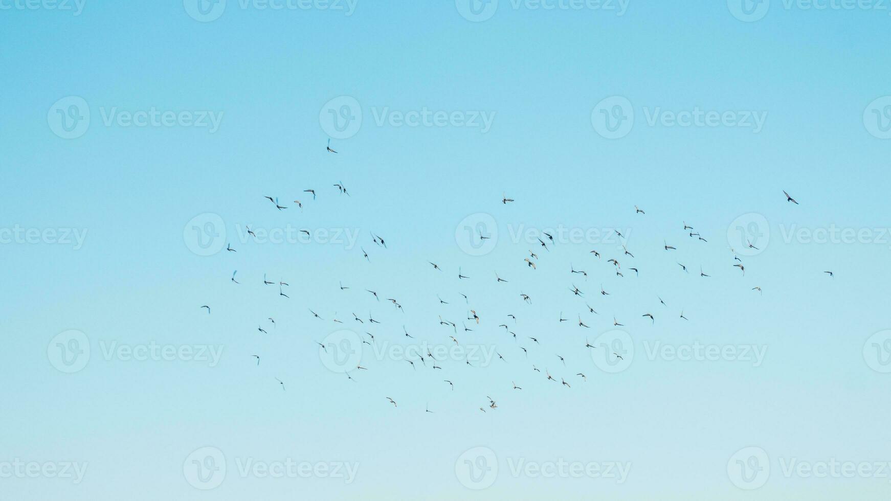 un rebaño de aves volador en el azul cielo foto