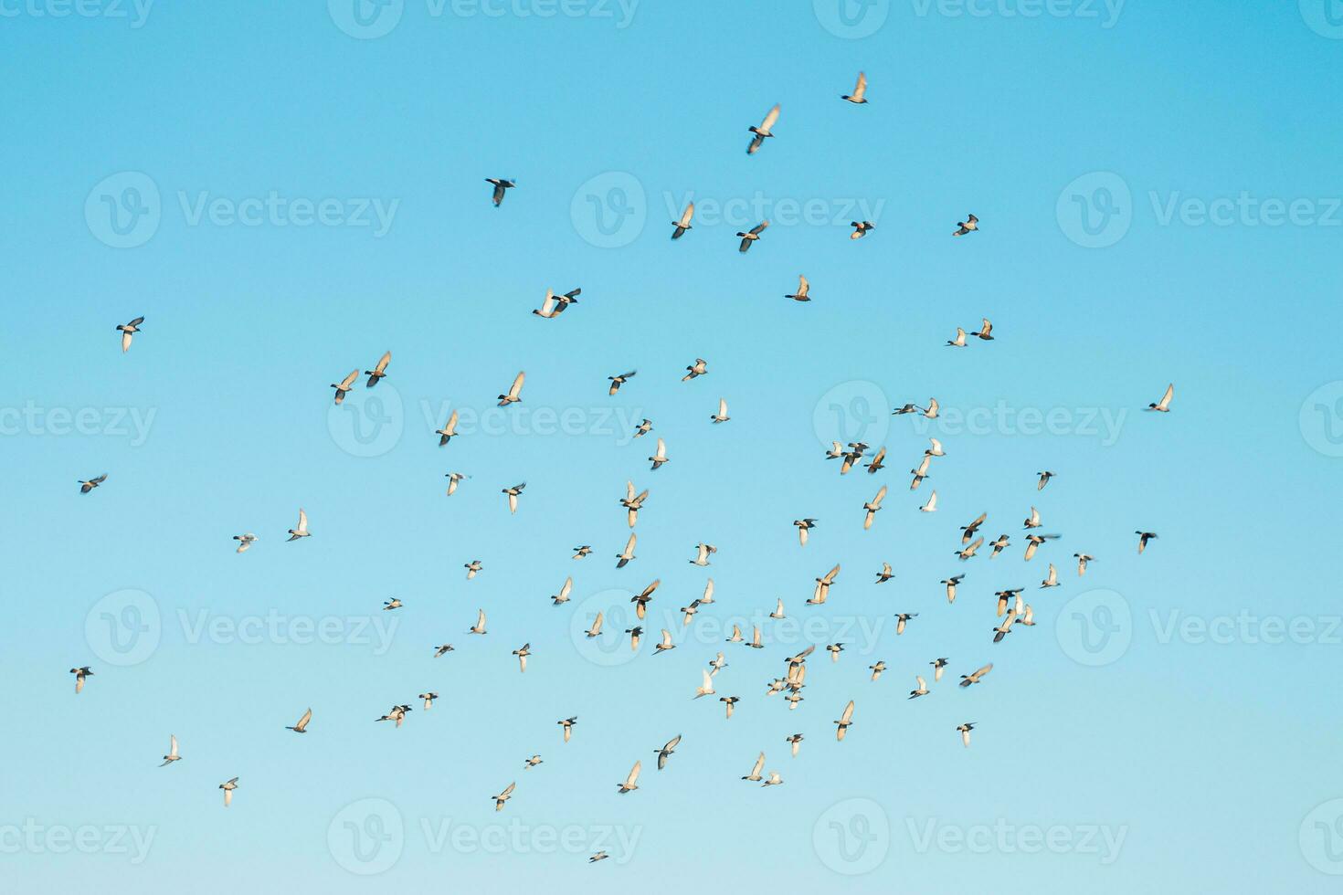 A flock of birds flying in the blue sky photo