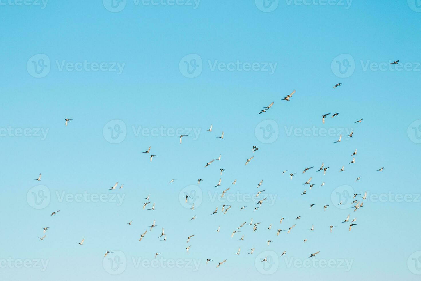 A flock of birds flying in the blue sky photo