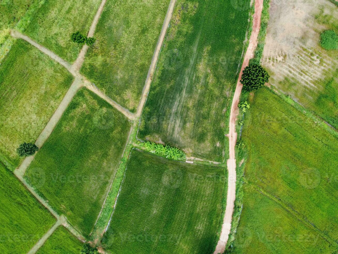 Aerial view from flying drone of Field rice with landscape green pattern nature background, top view field rice photo