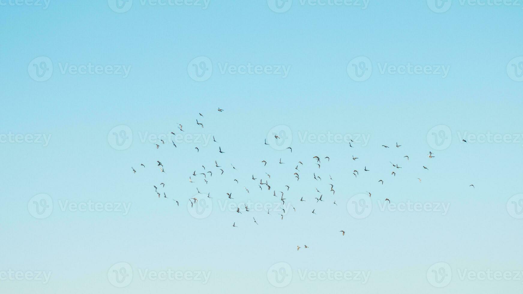 A flock of birds flying in the blue sky photo