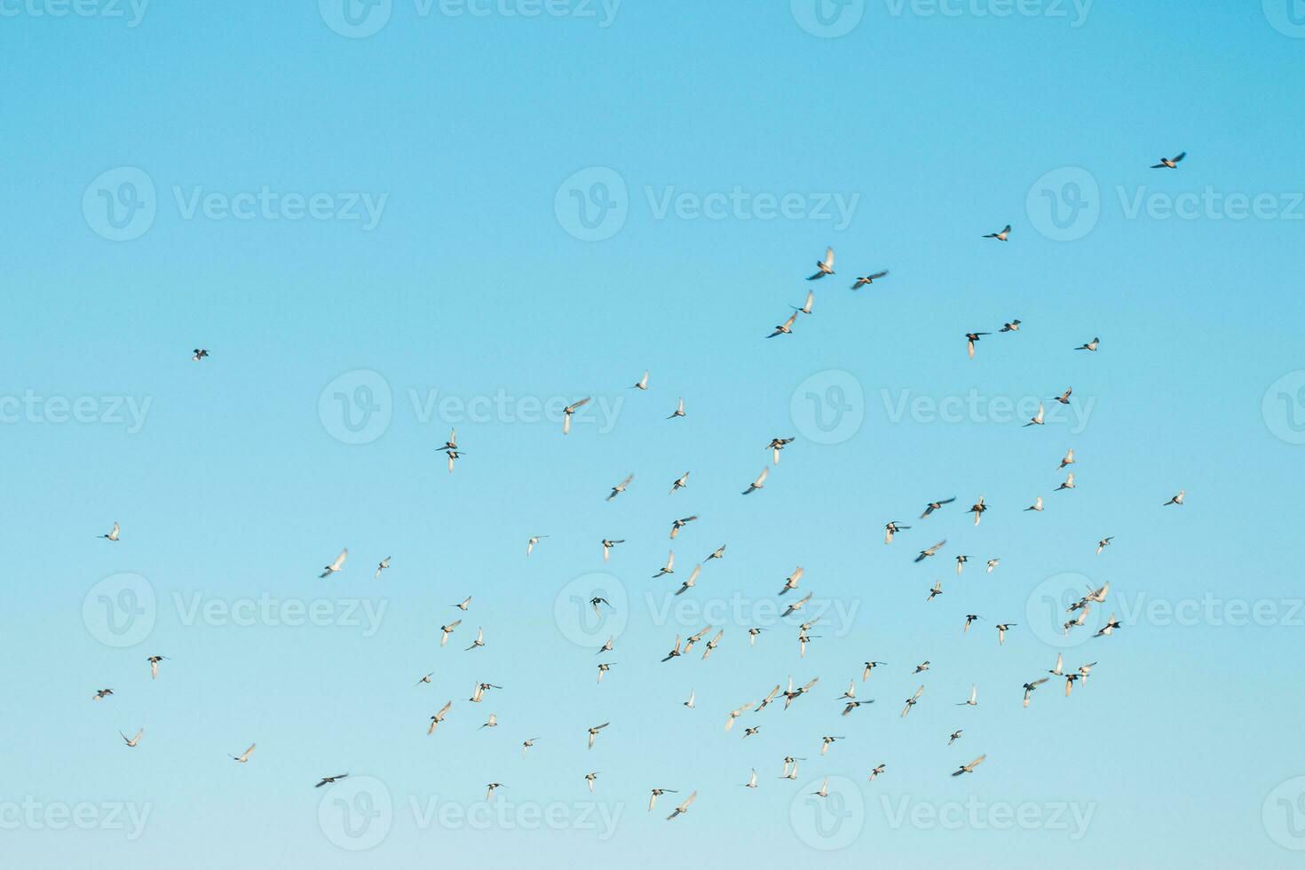 un rebaño de aves volador en el azul cielo foto