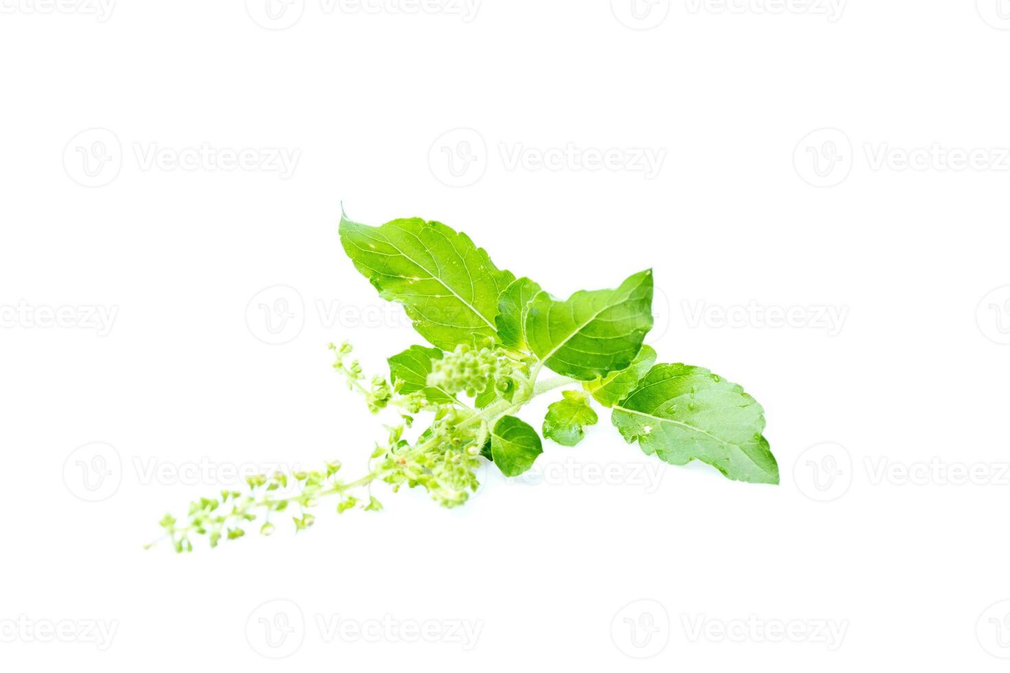 Fresh holy basil with water droplets isolate on white background photo