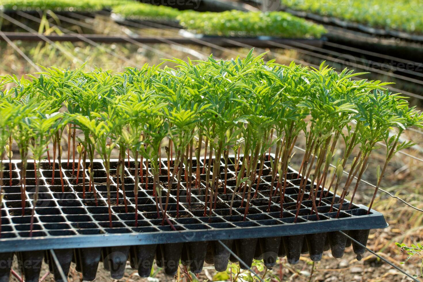 Small seedlings In the planting tray for food purposes and garden decorations photo