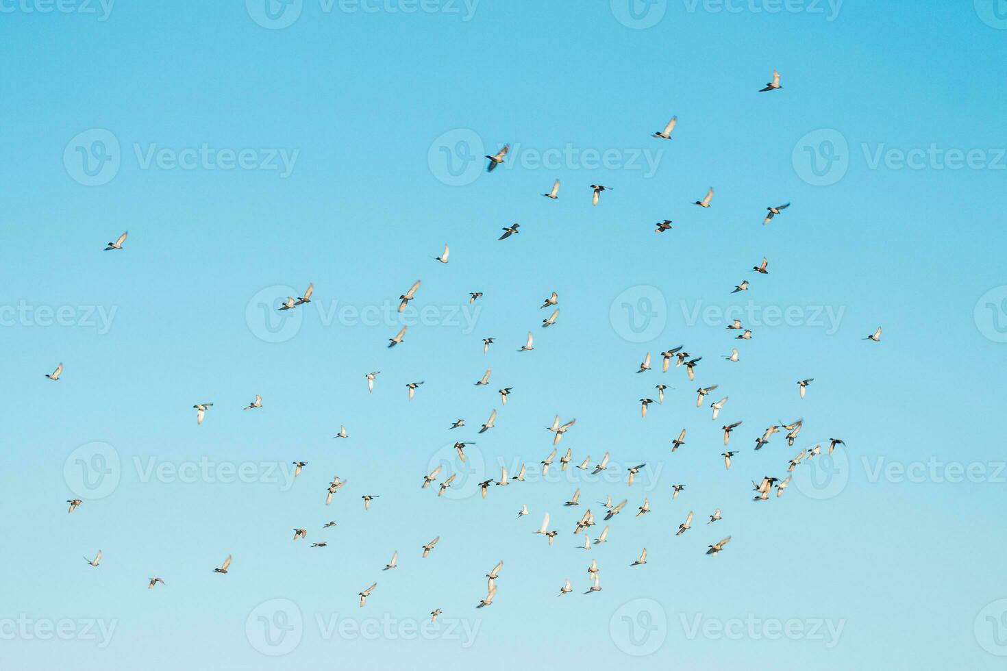 A flock of birds flying in the blue sky photo