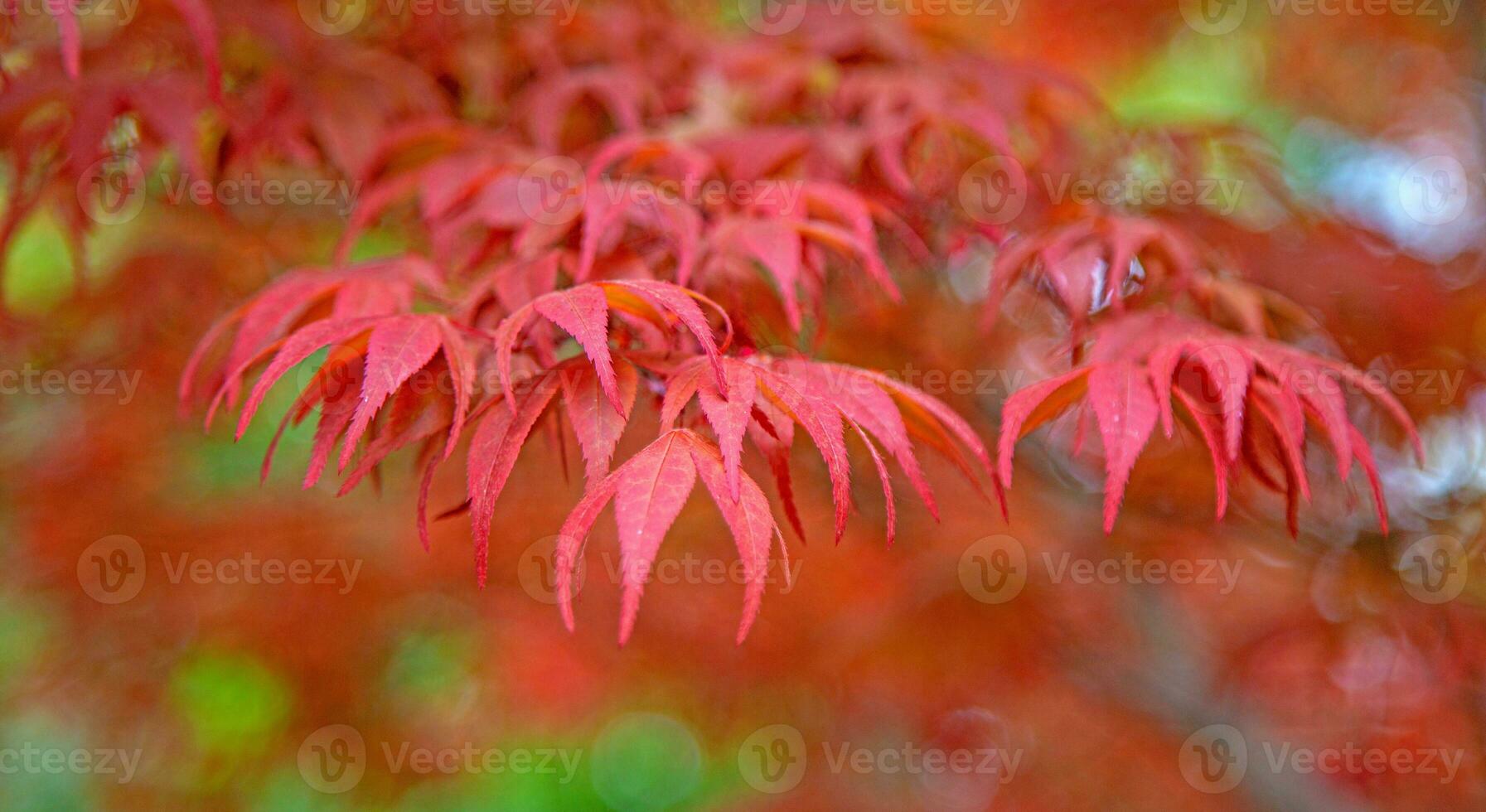 Red maple leaf in garden. photo