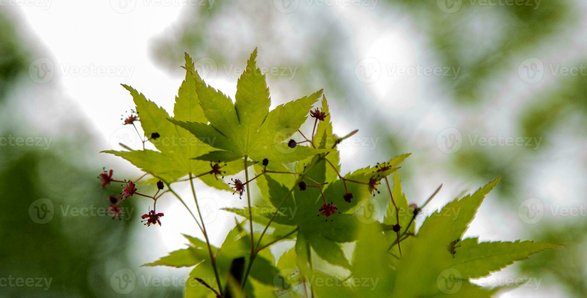 Green maple leaf in the garden. photo