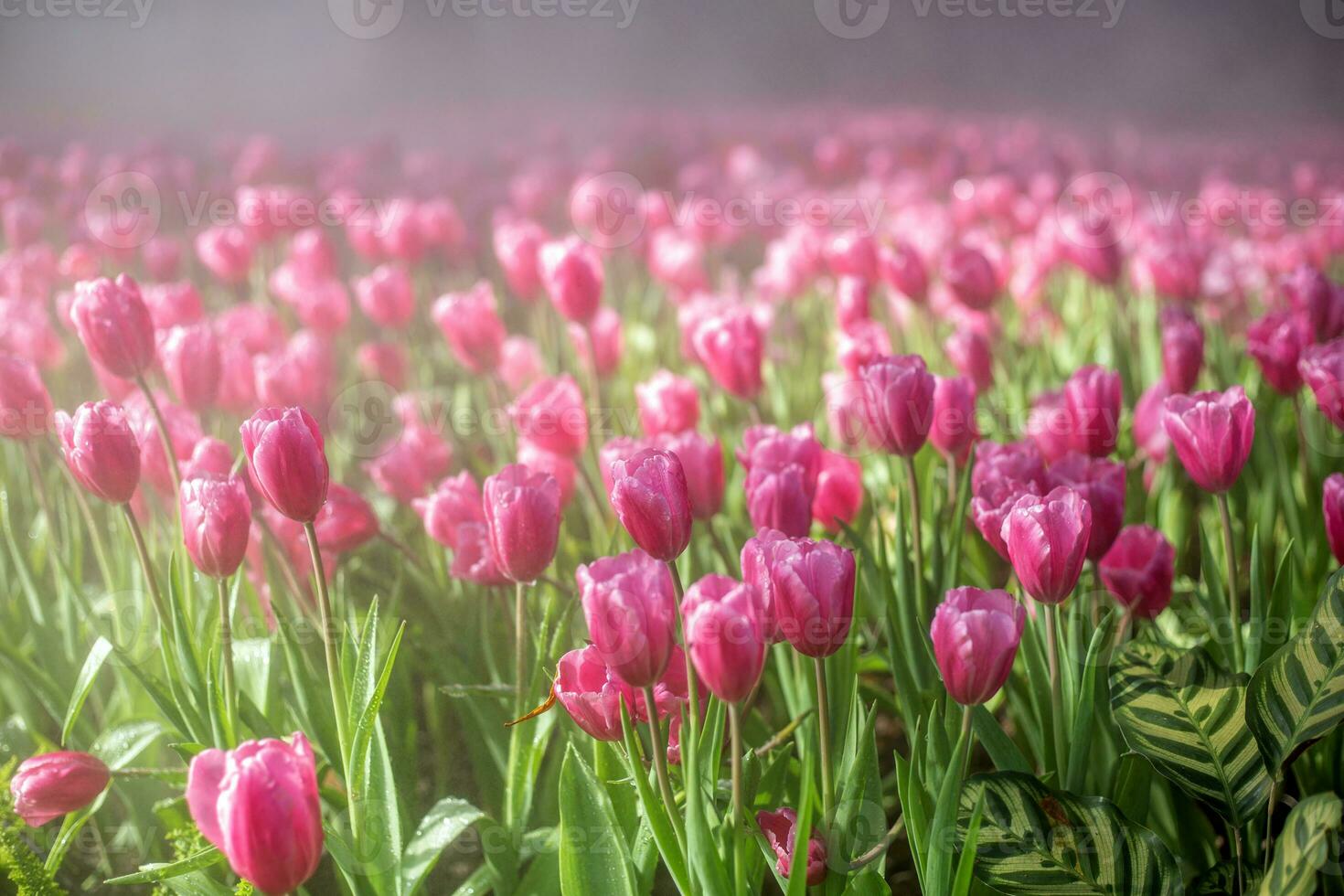 Beautiful pink tulips in garden. photo