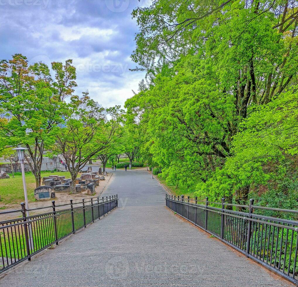 Path in the natural park. photo