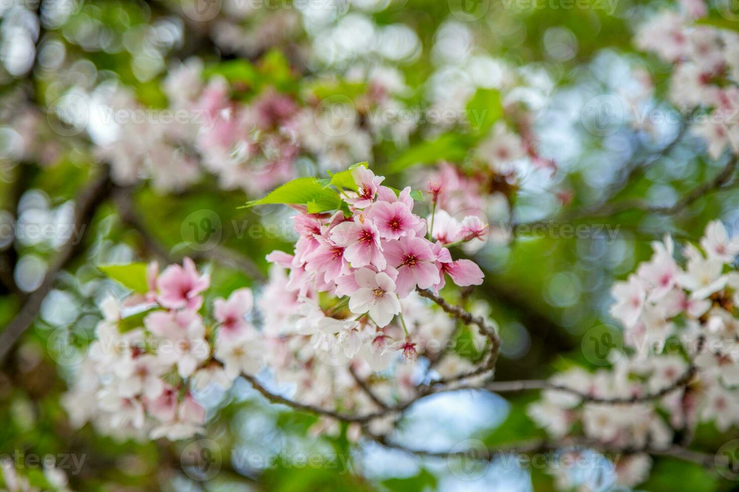 Cherry blossom in nature. photo