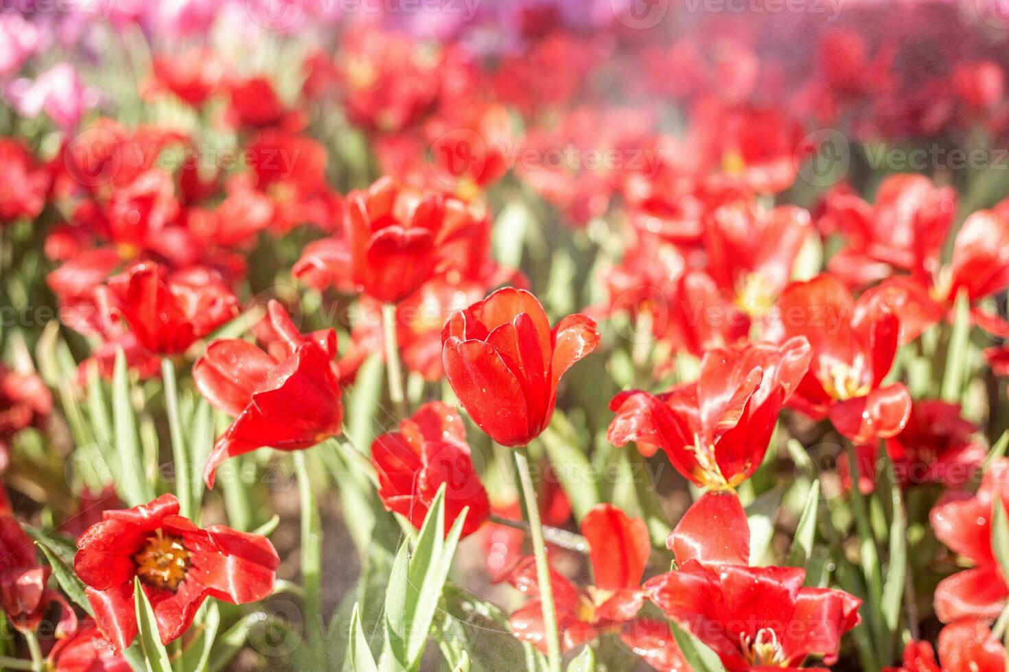 Field of red tulips. photo