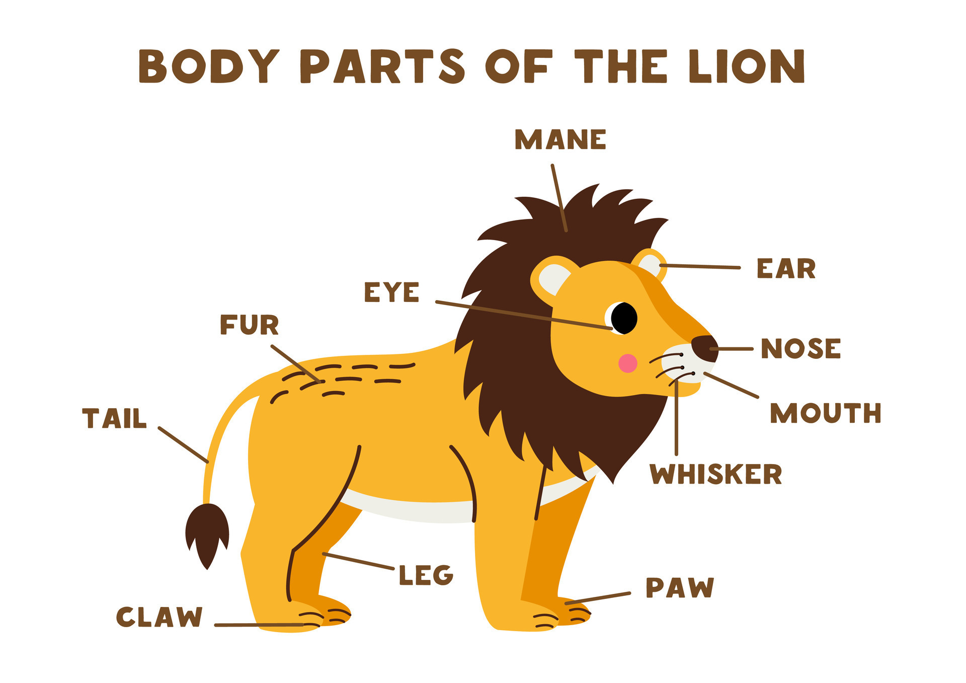 Body parts of the cute lion. Scheme for children. 27218554 Vector Art