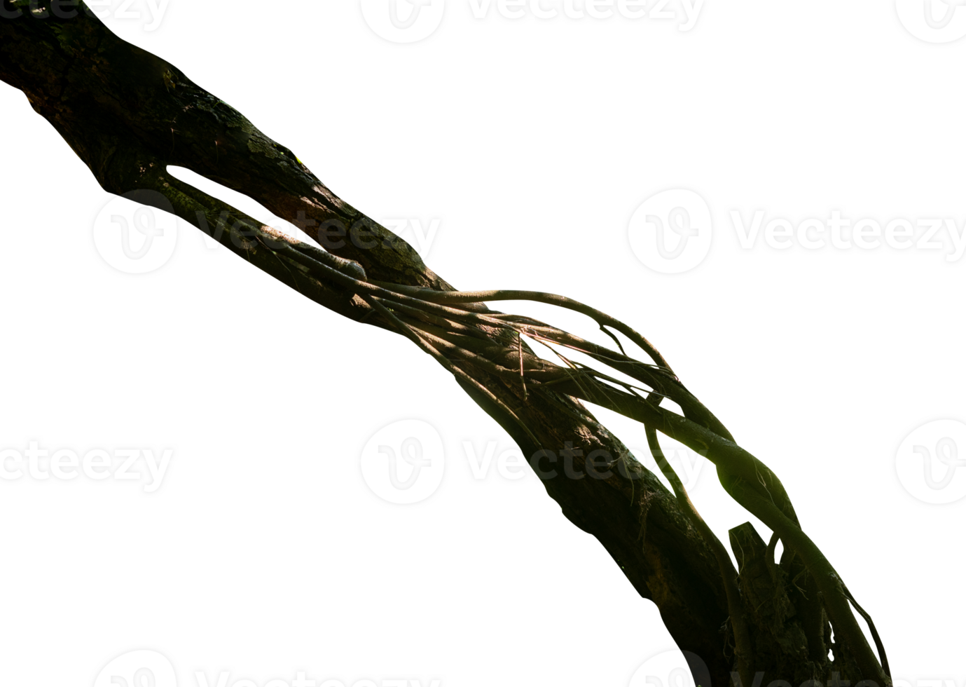 Exotic natural root isolated element png