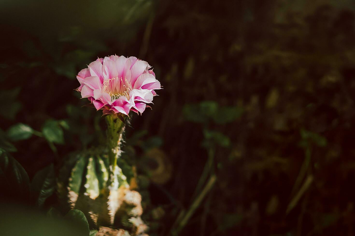 Green Mammillaria cactus with pink flower in dark blackground. photo