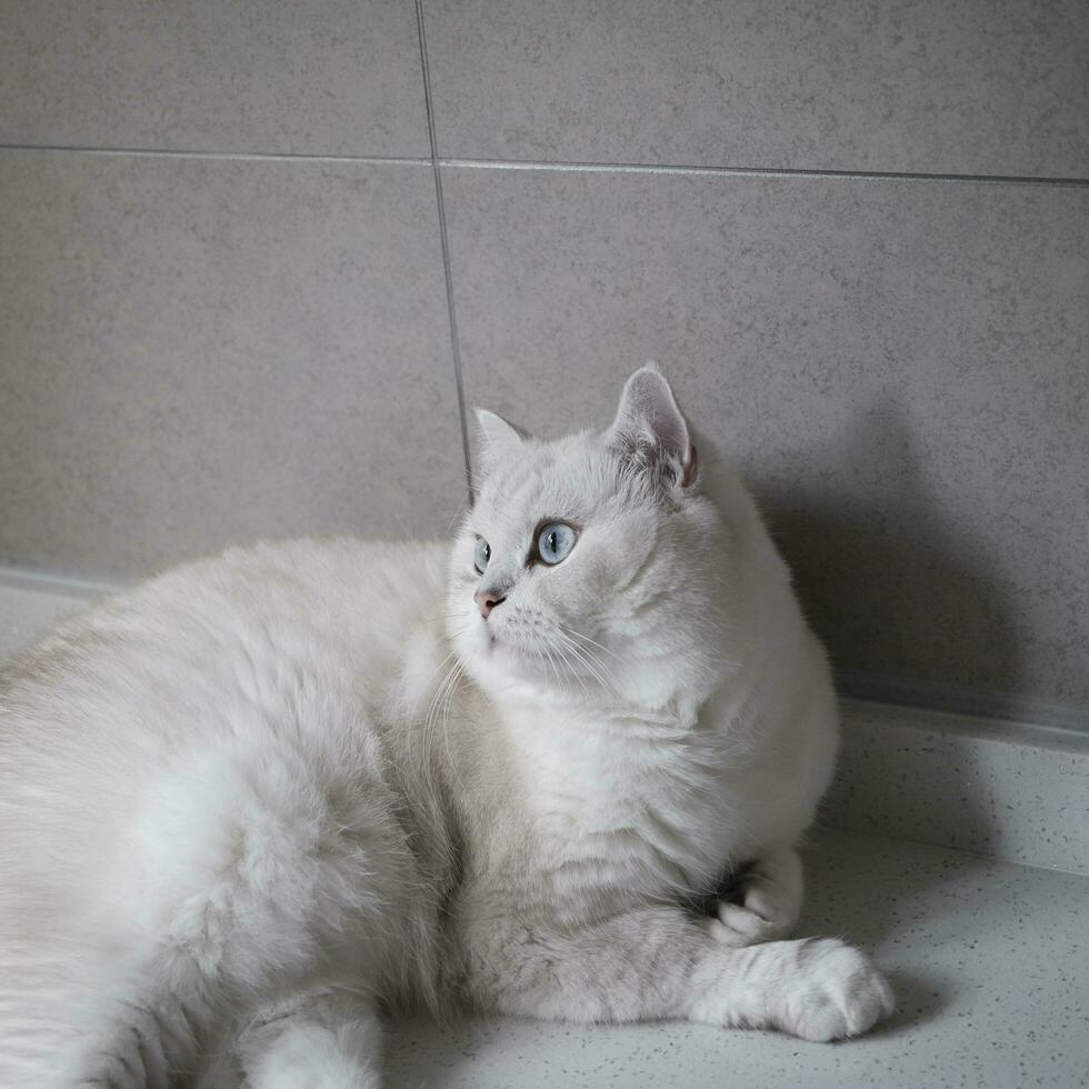 portrait of a white cat photo