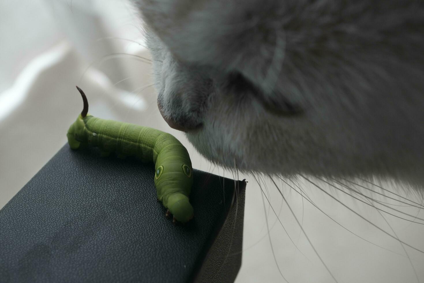close up of a cat with a caterpillar on a white background photo