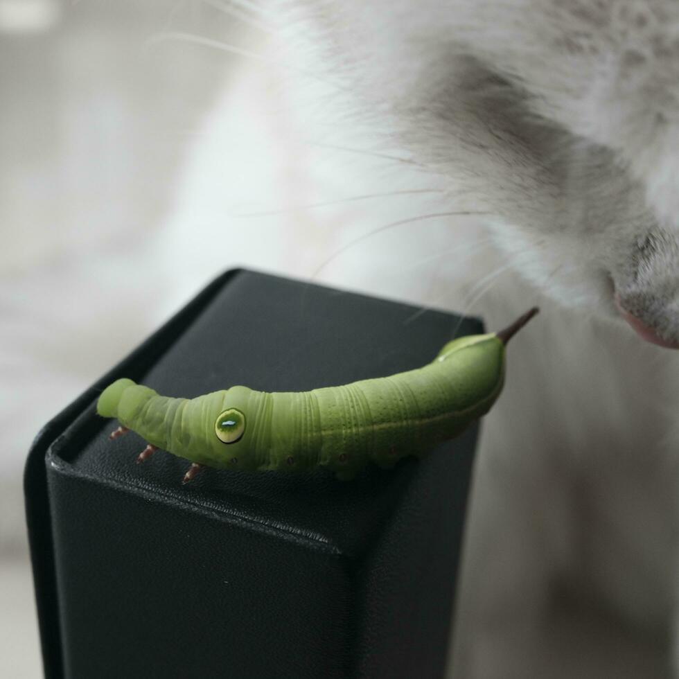 green caterpillar on a leaf photo
