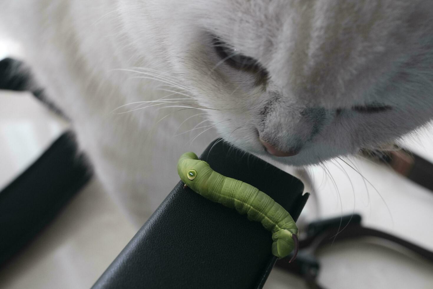 close up of a cat with a caterpillar on a white background photo