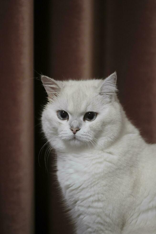 portrait of a white cat photo