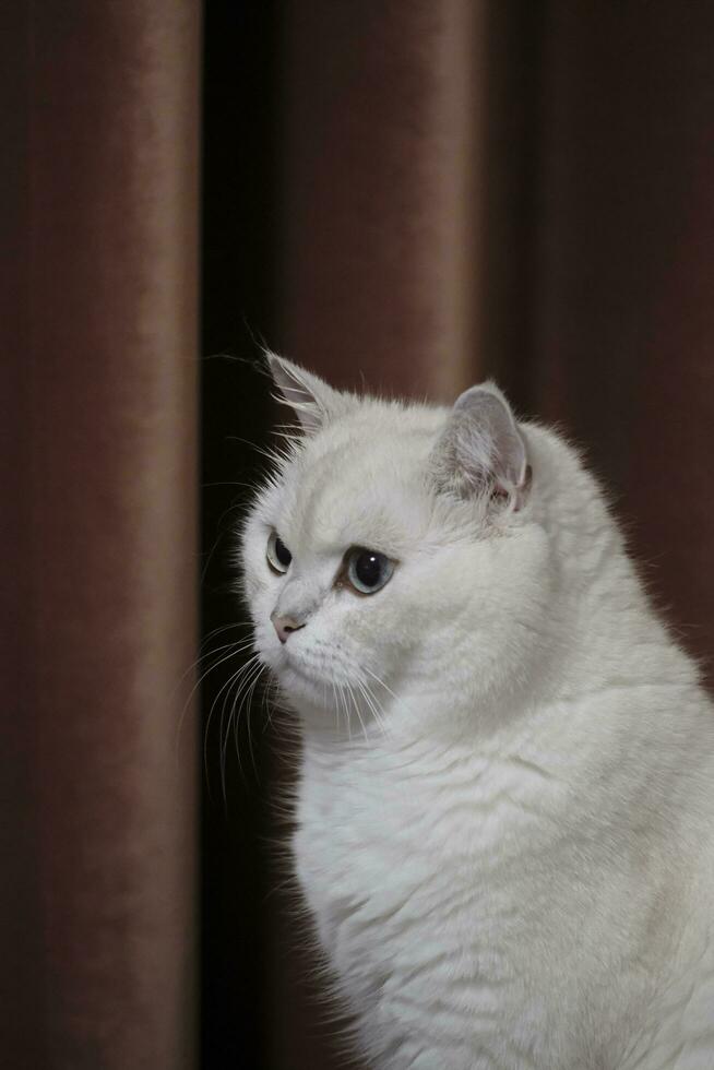 portrait of a cat with eyes photo