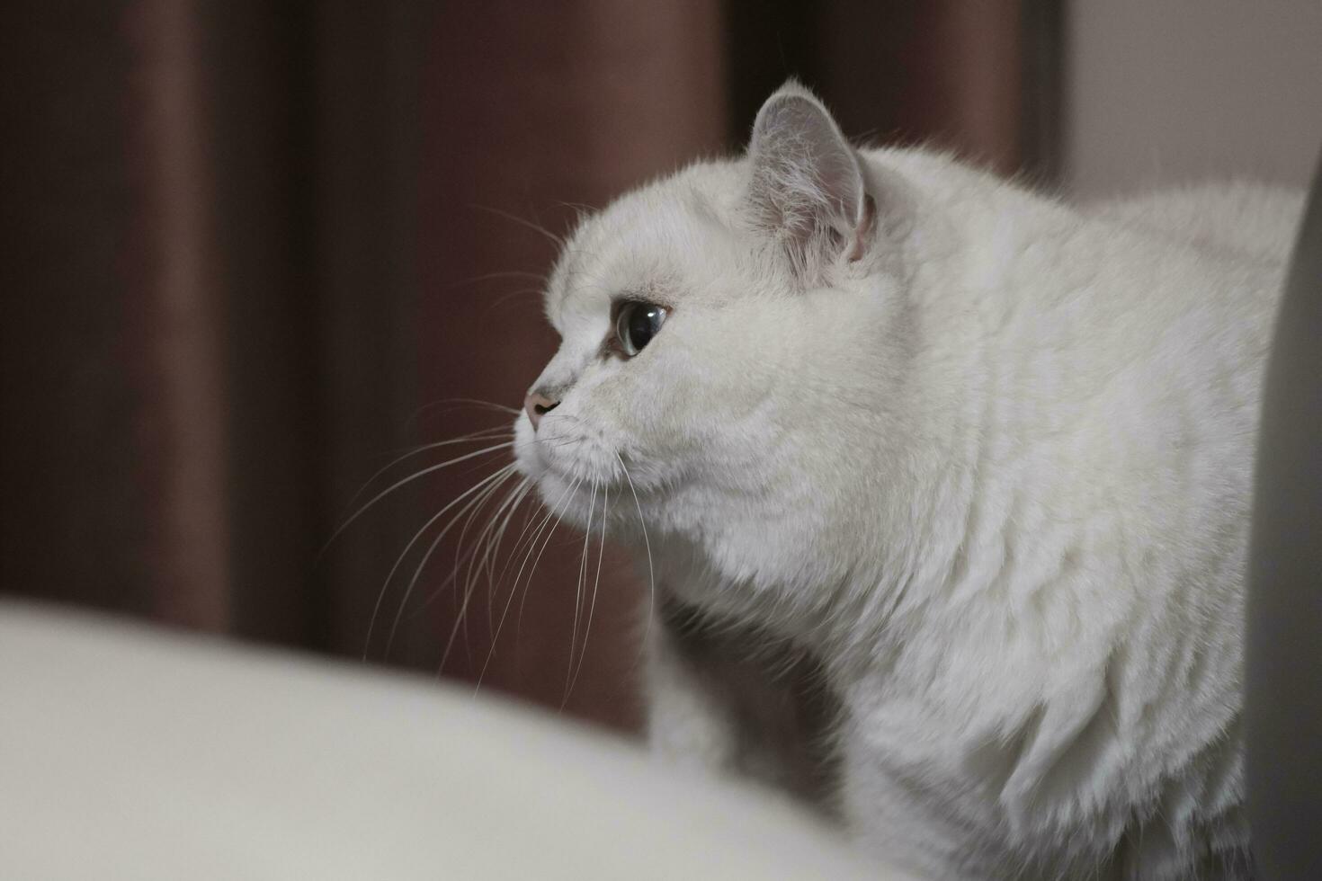 portrait of a white cat on a table photo