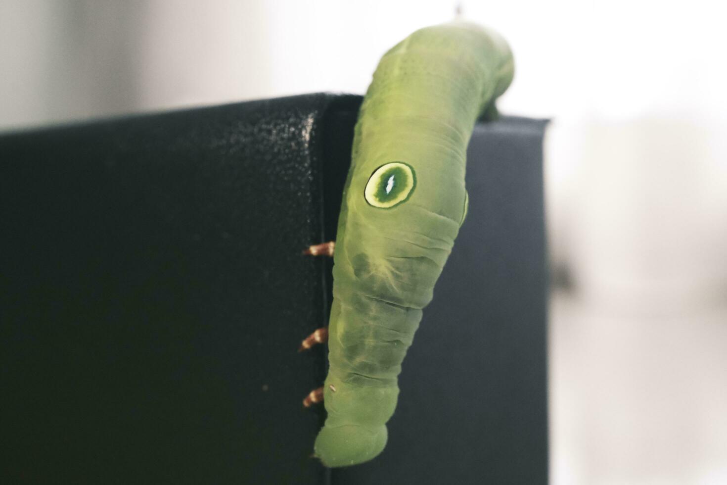 green caterpillar on a leaf photo