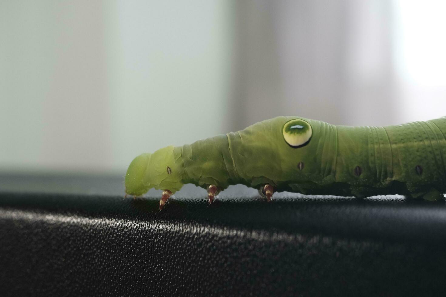 green caterpillar on a leaf photo