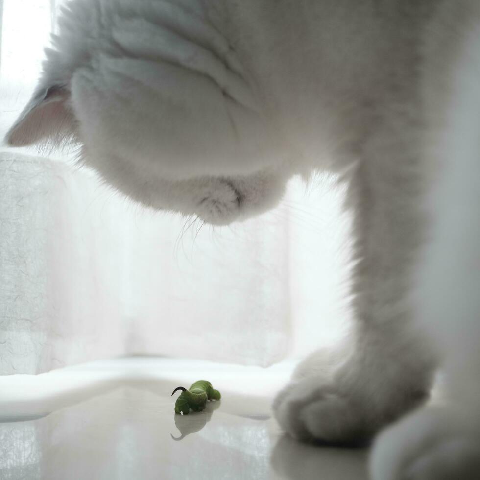 close up of a cat with a caterpillar on a white background photo
