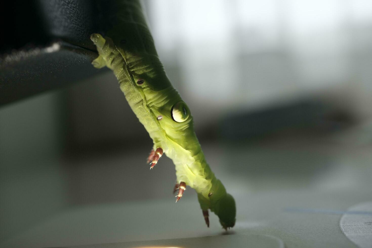 green caterpillar on a leaf photo
