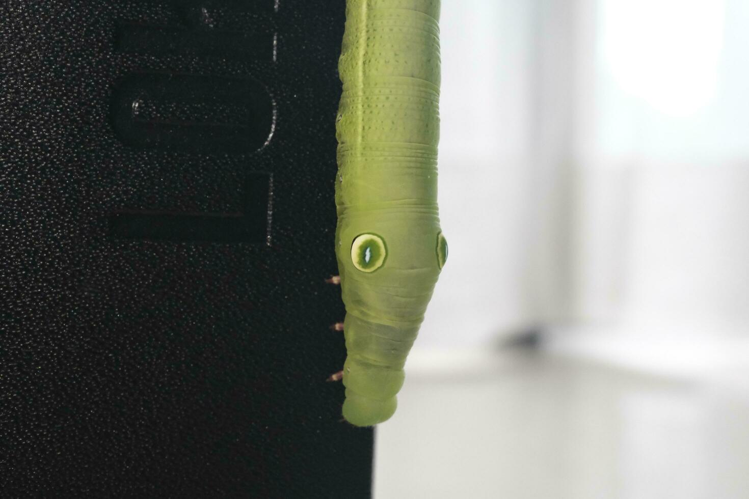 green caterpillar on a leaf photo