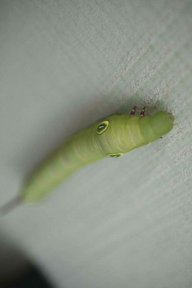 green caterpillar on a leaf photo