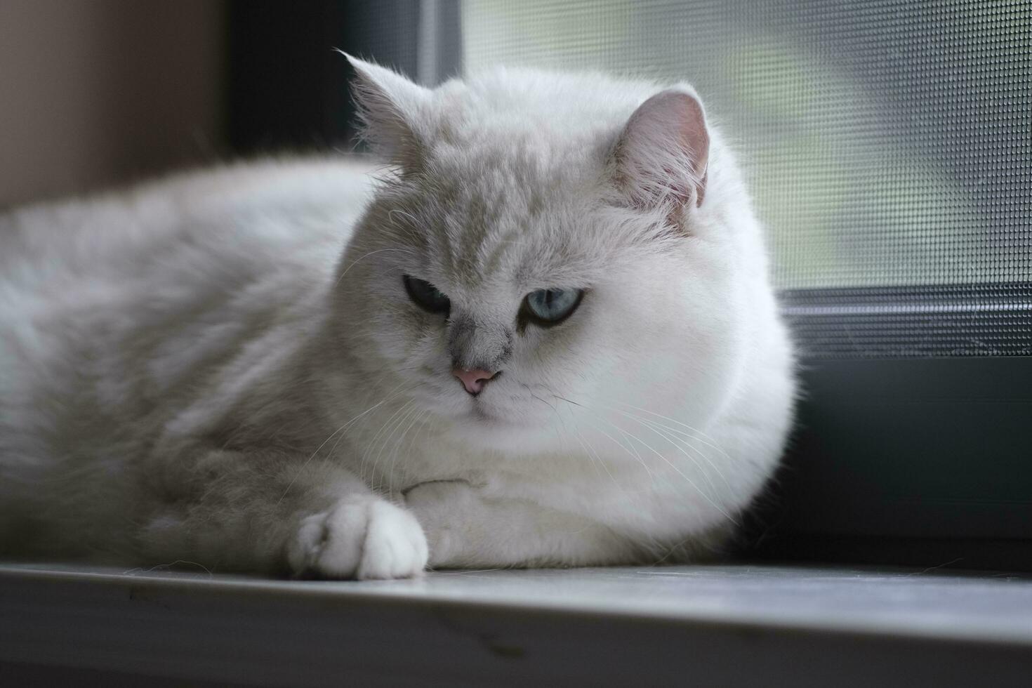 cat lying on the table photo