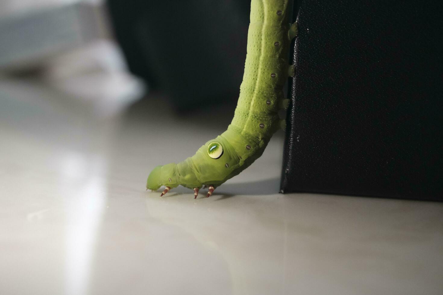 green caterpillar on a leaf photo