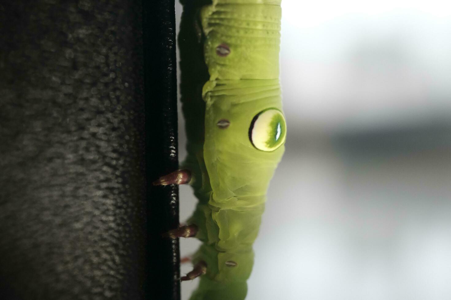 green caterpillar on a leaf photo