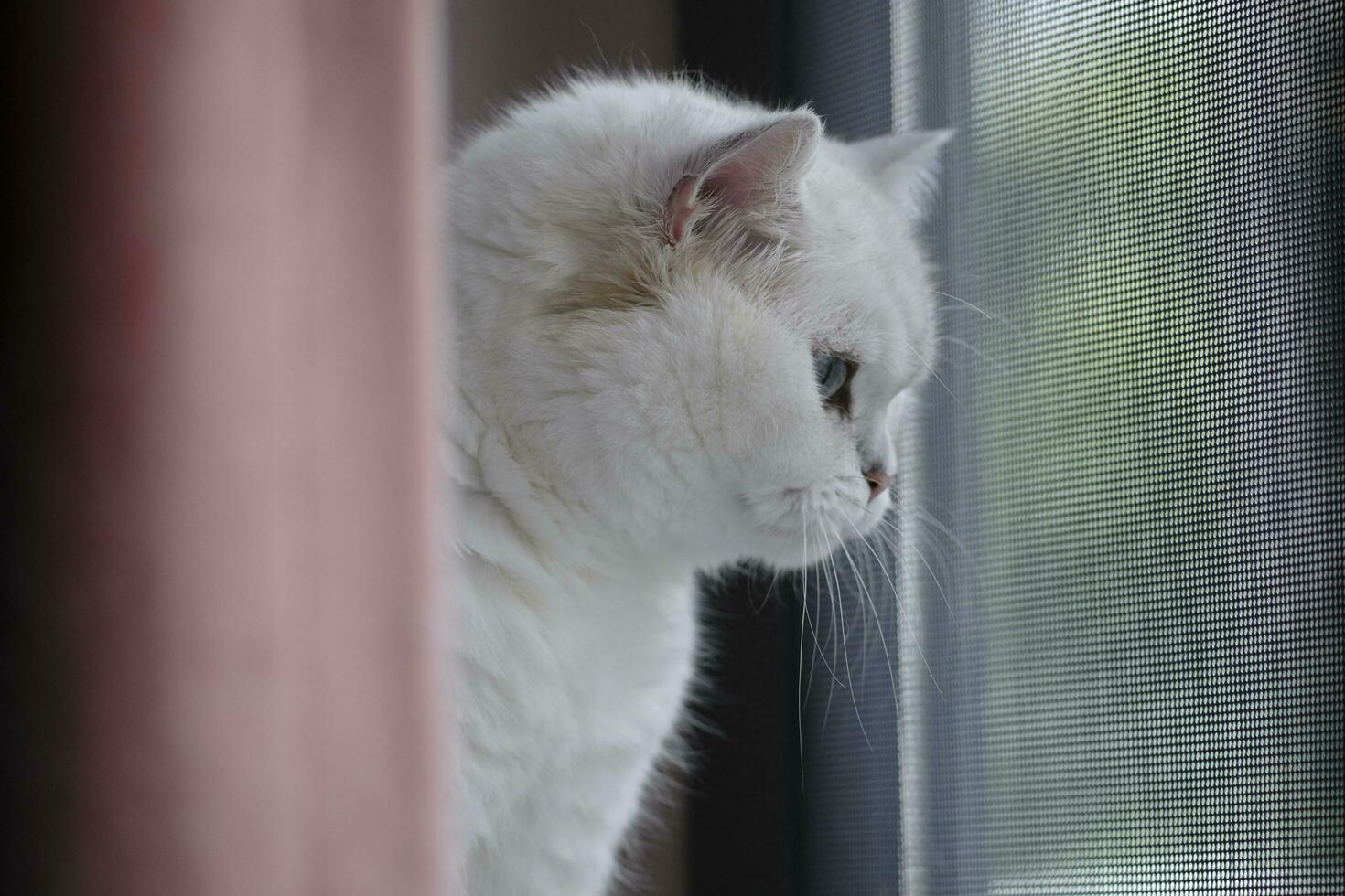 portrait of a white cat photo