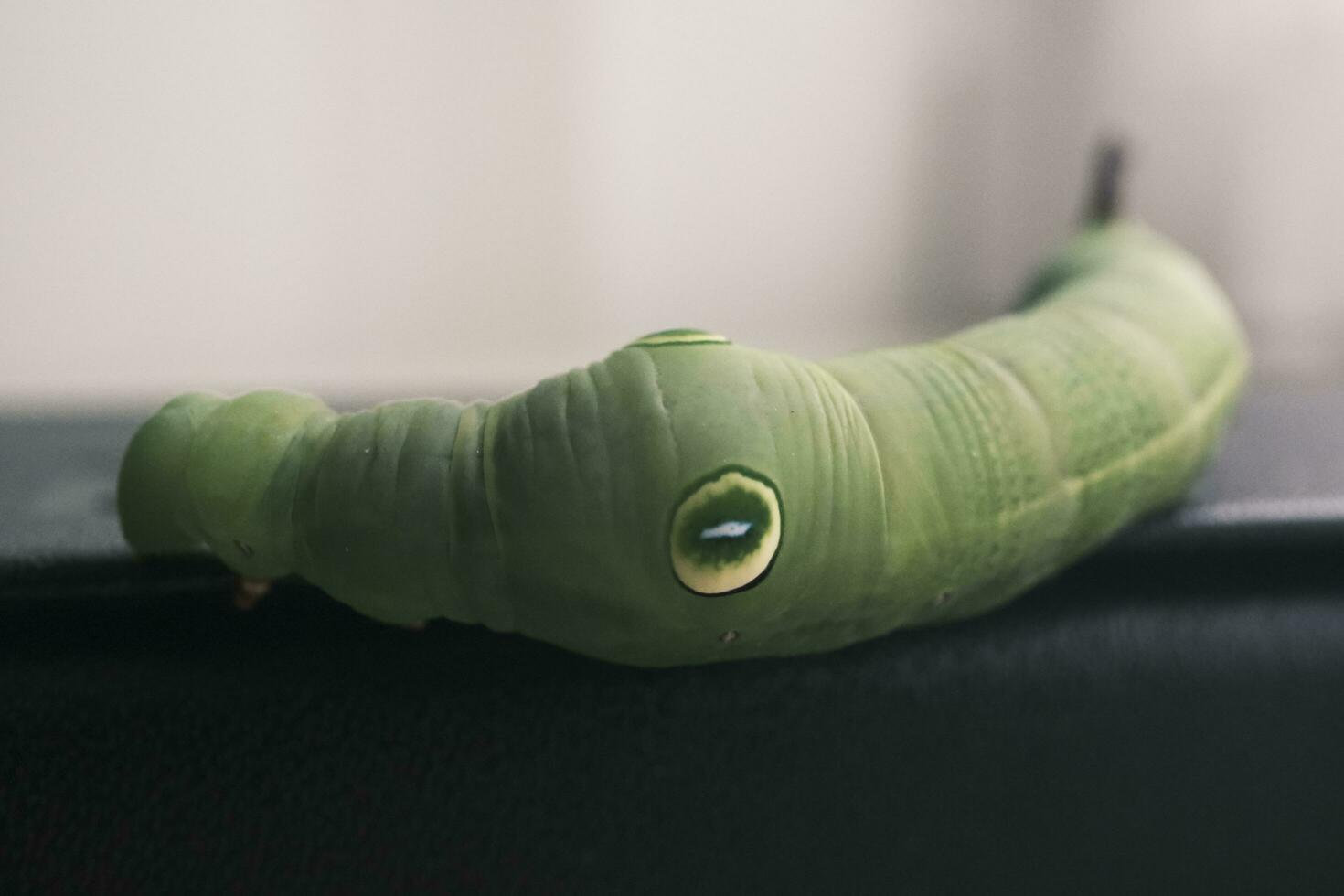 green caterpillar on a leaf photo