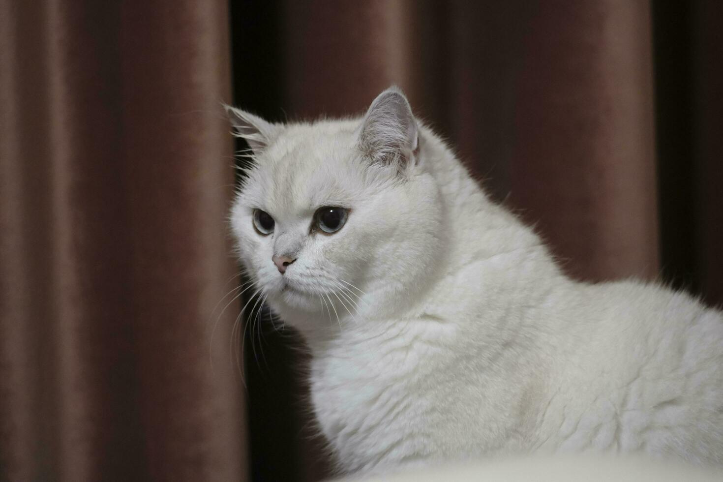 portrait of a white cat photo