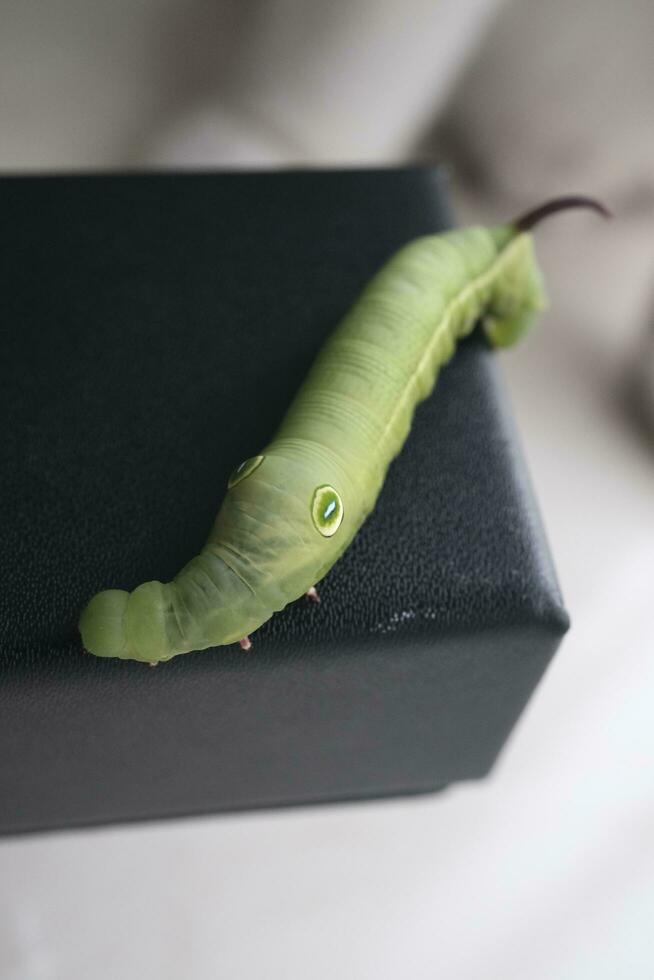 green caterpillar on a leaf photo