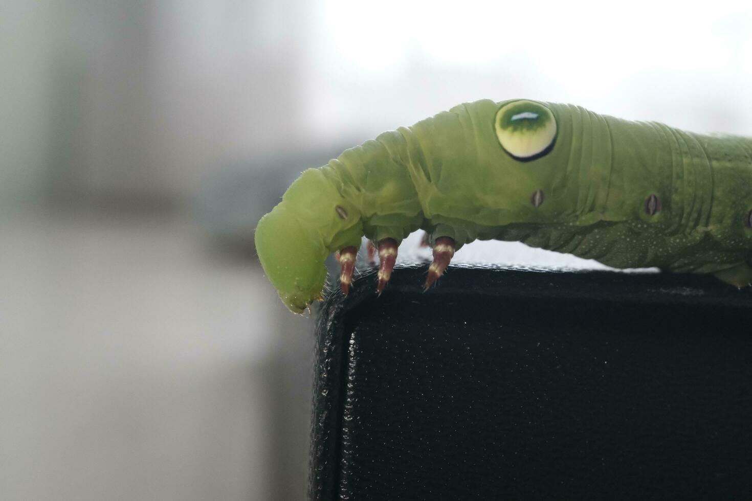 green caterpillar on a leaf photo
