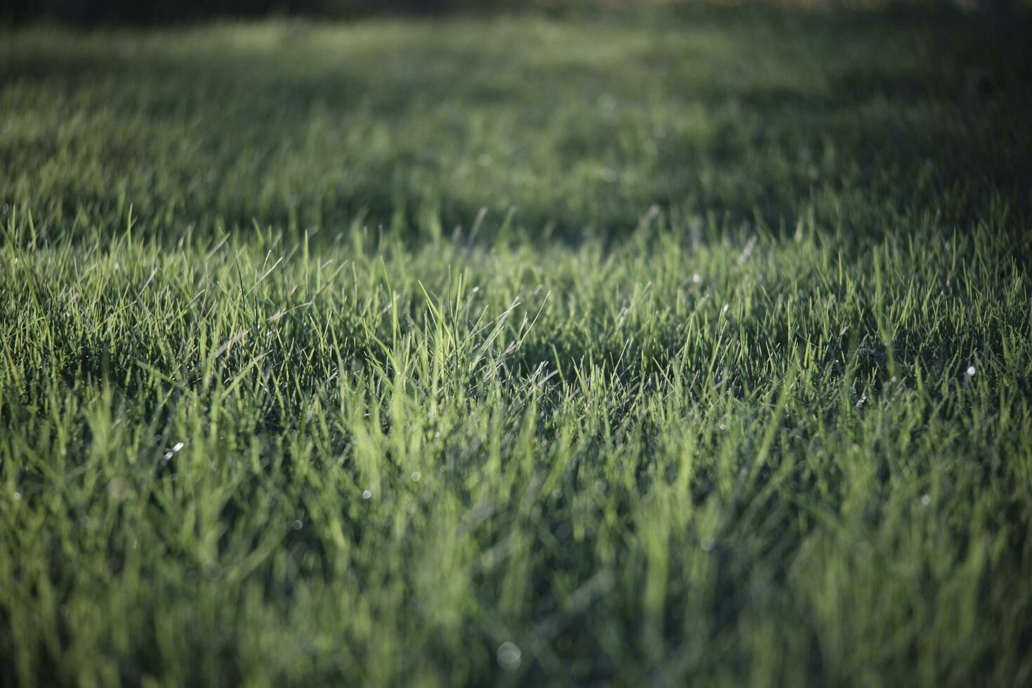 green grass in the wind photo